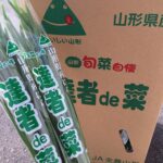 山形県産「にら（達者de菜）」が順調に出荷されています！！