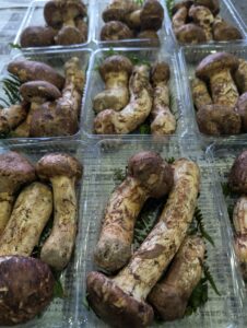 岩手県産「松茸」が秋を告げます!