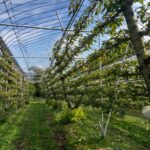 2025年10月3日 2026年度内定式&園地訪問レポート。