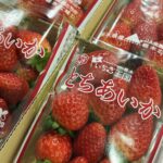 旬の彩り！栃木県産「とちあいか」の出荷が始まってまいりました！