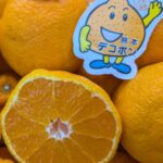 溢れる果汁、弾ける甘み！熊本県産「露地デコポン」