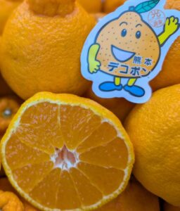 溢れる果汁、弾ける甘み！熊本県産「露地デコポン」