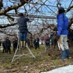 山形丸果園芸連主催の「さくらんぼ冬季剪定講習会」が開催されました。