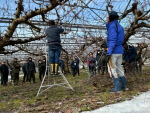 山形丸果園芸連主催の「さくらんぼ冬季剪定講習会」が開催されました。