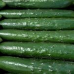 【セリ人絶賛】群馬から届いた、春を告げる「春きゅうり」！