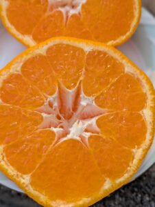 弾ける果肉、爽快な甘み！愛媛県産「はるみ」