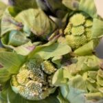 雪解けの香り、春の目覚め！山形県産「ふきのとう」