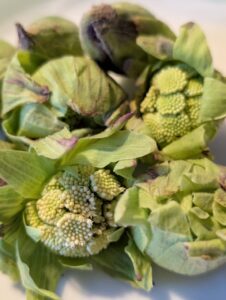 雪解けの香り、春の目覚め！山形県産「ふきのとう」