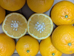 旨みが満ちた今、究極の食べ頃！熊本県産「甘夏」