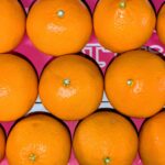 【超希少】新品種 愛媛県産「紅プリンセス」山形に限定入荷！