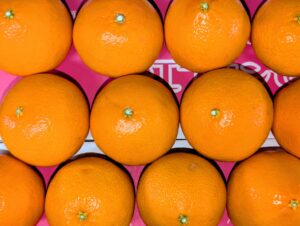 【超希少】新品種 愛媛県産「紅プリンセス」山形に限定入荷！